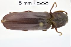 Foto (Dorsalansicht) von Pseudotetralobus conspectus (NHMW-ZOO-COL-0010562)